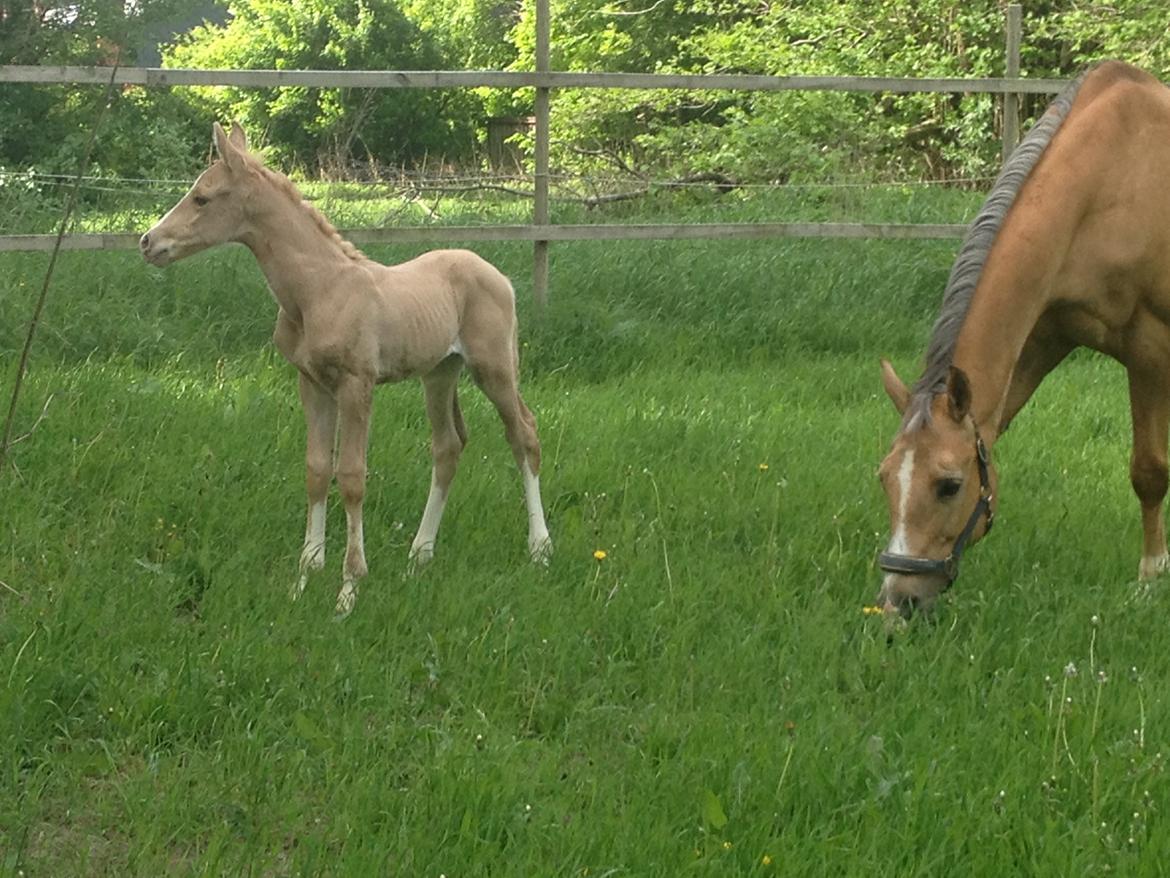 Palomino MOELLEAAENS GOLDEN OHIO billede 14