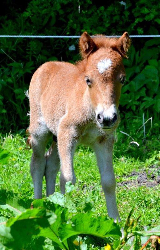 Miniature Rævhedegårds Elliot billede 9