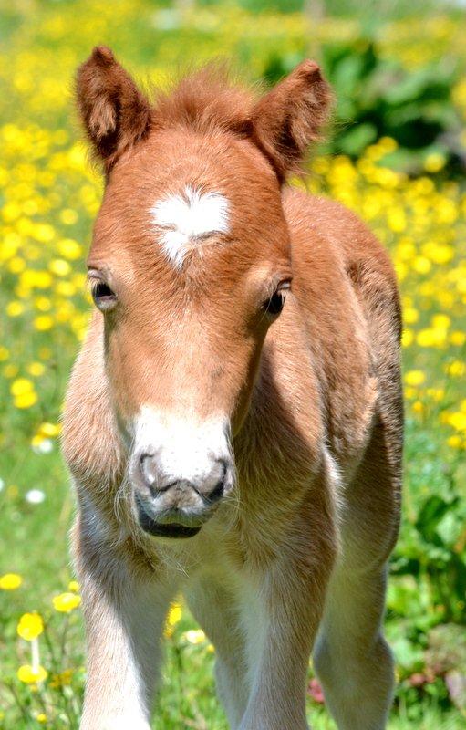 Miniature Rævhedegårds Elliot billede 10