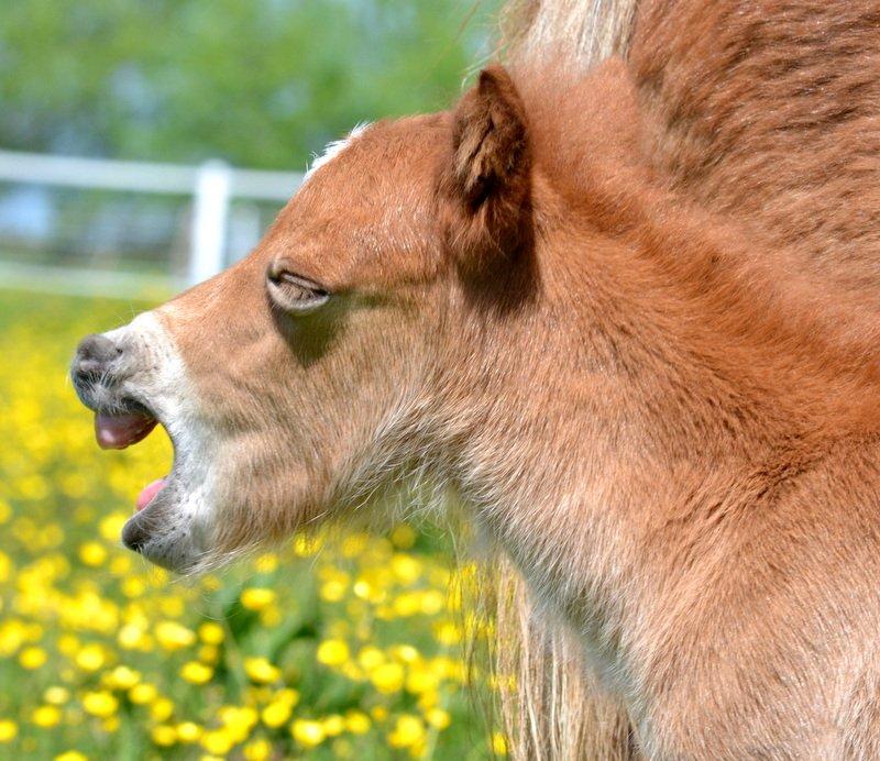 Miniature Rævhedegårds Elliot - Arghhh - Det er udmattende at være føl! billede 11