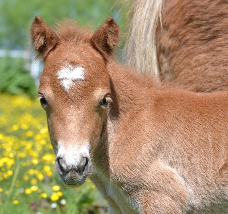 Miniature Rævhedegårds Elliot billede 12
