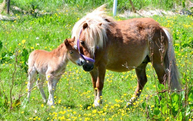 Miniature Rævhedegårds Elliot - Jeg elsker dig mor! billede 13