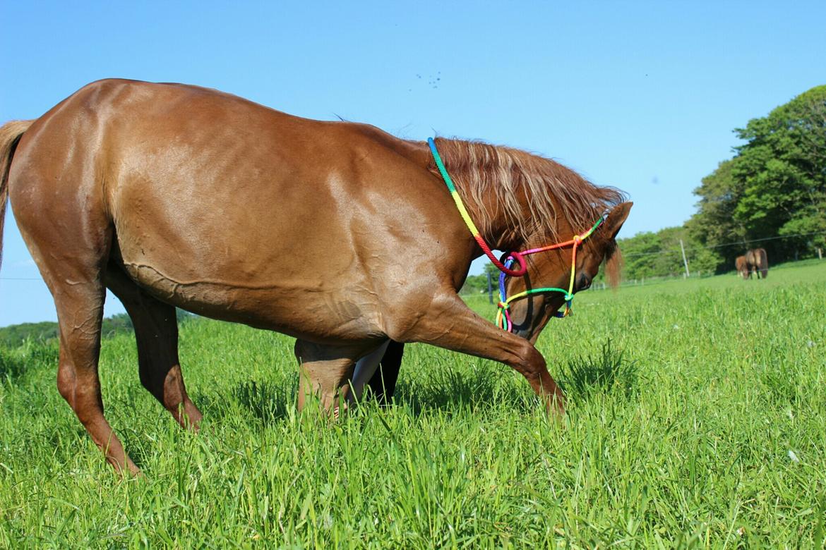 Arabisk fuldblod (OX) Lisan - *Neje*
Kærlighed er som krig, nem at begynde, svær at slutte, aldrig at glemme<3 billede 14