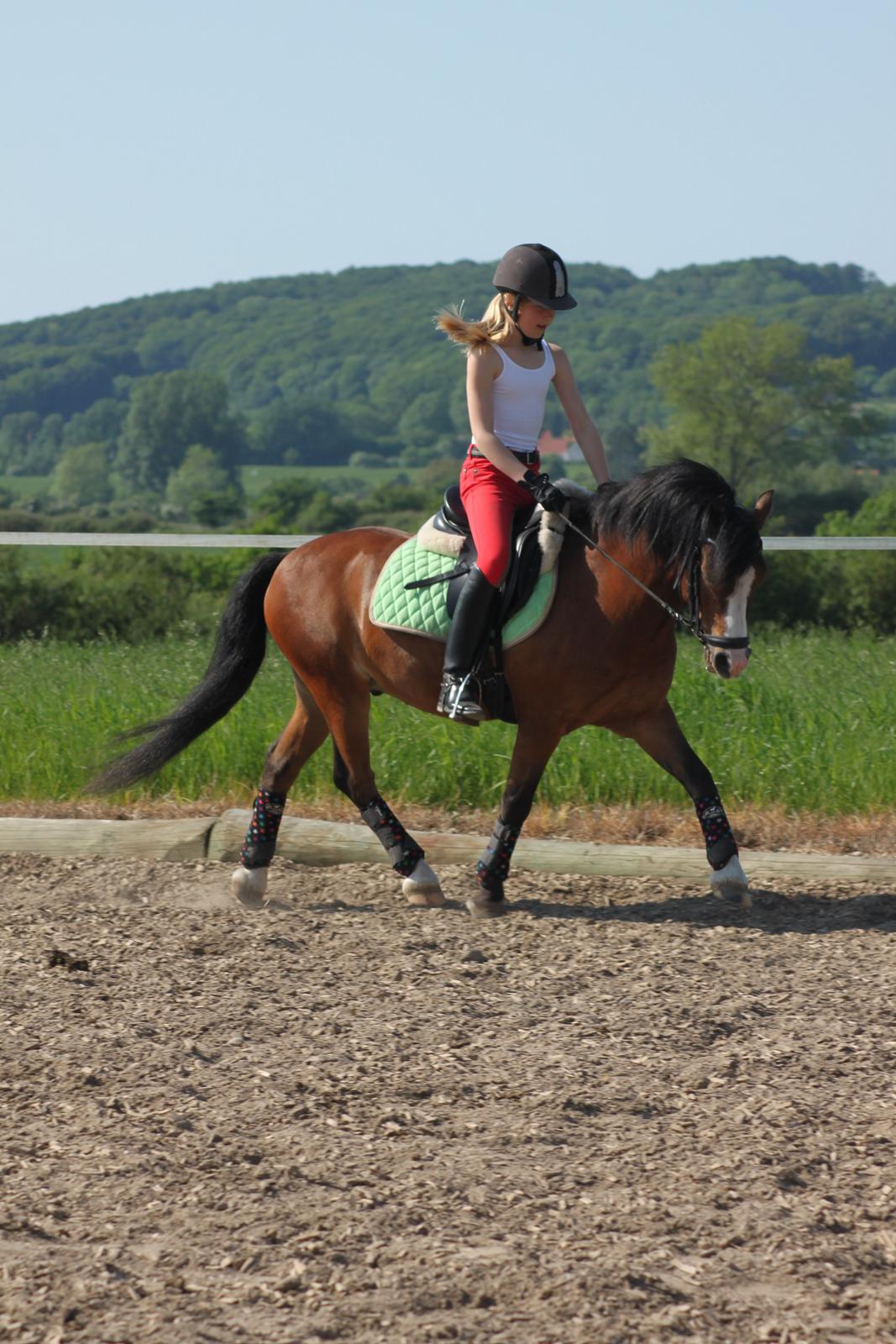 Welsh Mountain (sec A) Springbourne Huckleberry (Hugo) A-pony - Første ride tur der hjemme <3  billede 4