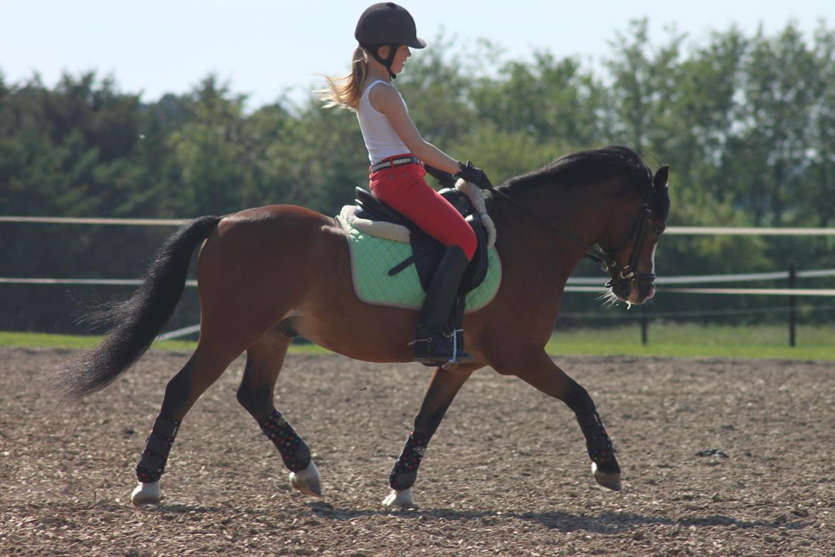 Welsh Mountain (sec A) Springbourne Huckleberry (Hugo) A-pony - Første ride tur der hjemme <3  billede 2