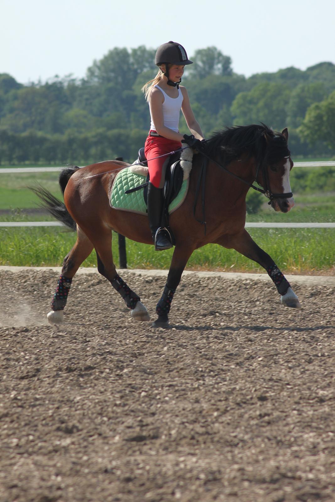 Welsh Mountain (sec A) Springbourne Huckleberry (Hugo) A-pony - Første ride tur der hjemme <3  billede 10