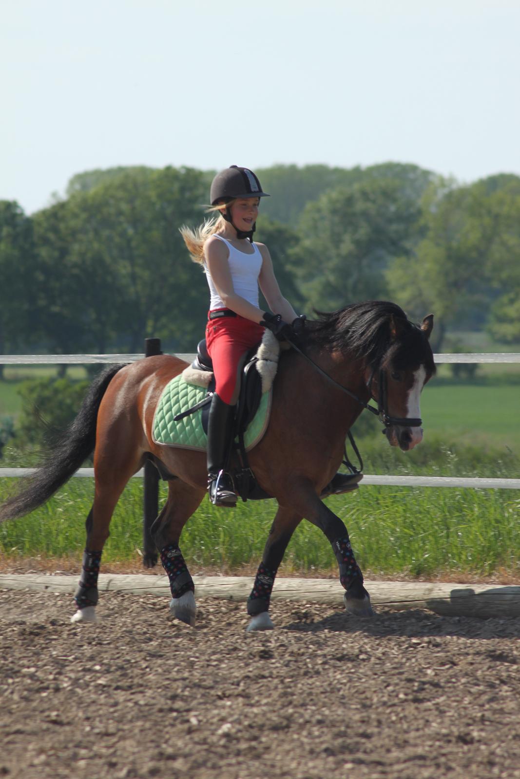 Welsh Mountain (sec A) Springbourne Huckleberry (Hugo) A-pony - Første ride tur der hjemme <3  billede 11