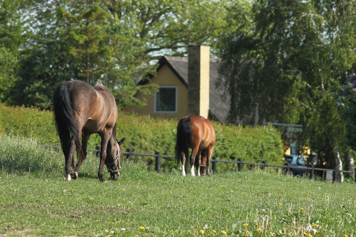Welsh Mountain (sec A) Springbourne Huckleberry (Hugo) A-pony - På fold første gang med min egen anden kat. 3 pony :) billede 15