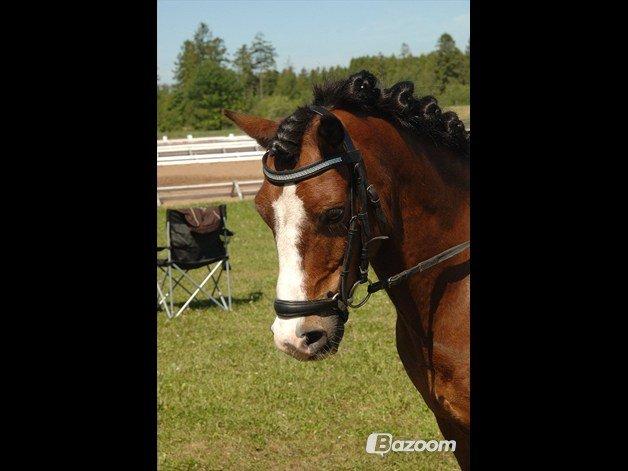 Welsh Mountain (sec A) Springbourne Huckleberry (Hugo) A-pony billede 8