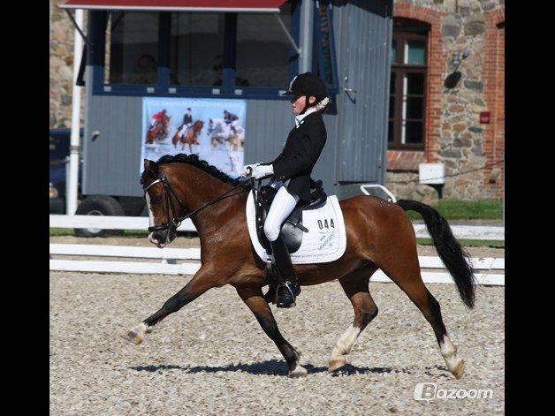 Welsh Mountain (sec A) Springbourne Huckleberry (Hugo) A-pony - Hugo til DM 2012 med Christina :)  billede 13