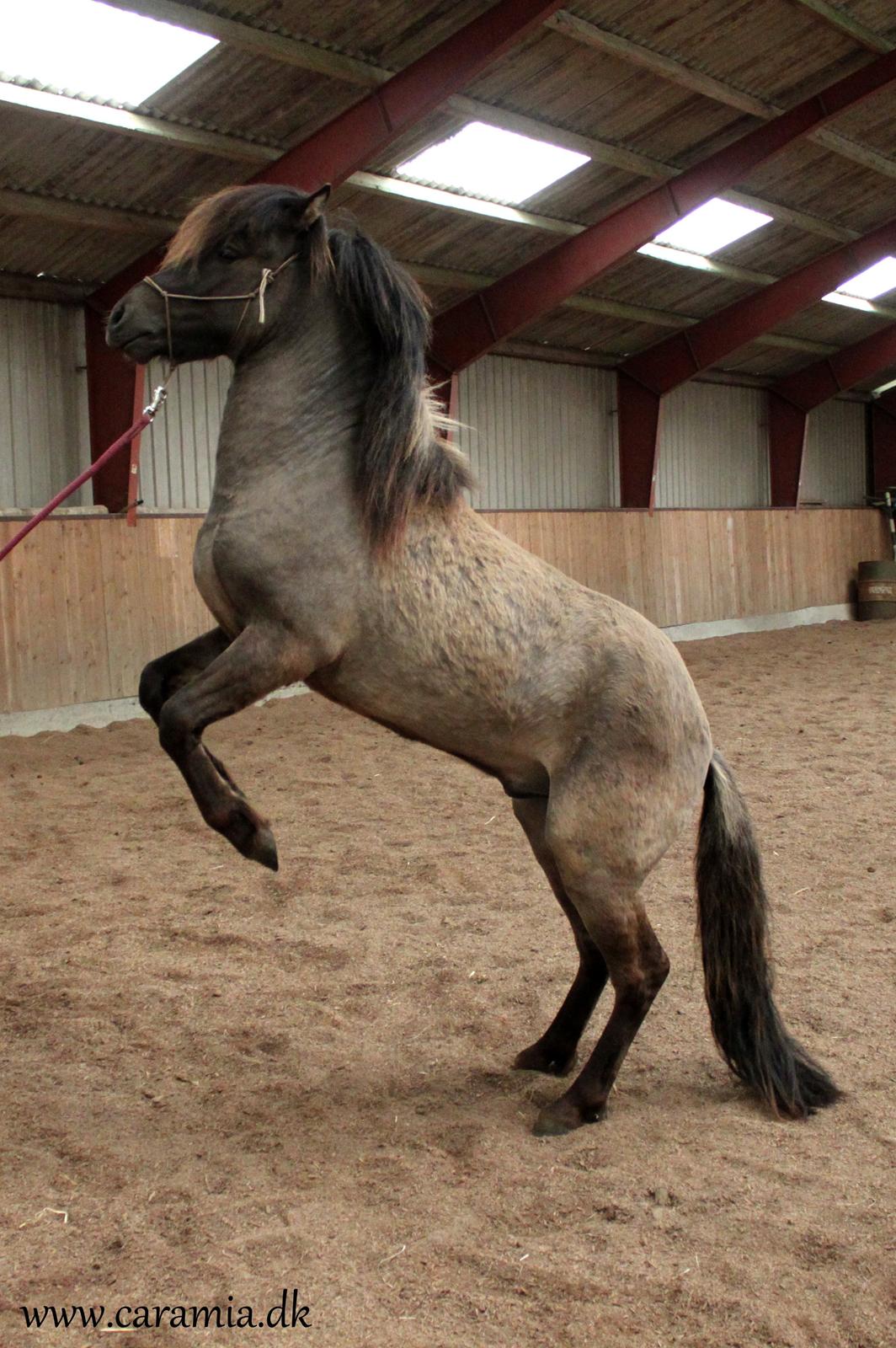 Islænder Dúx fra Caramia - 3 år. 02.06.2013 billede 6