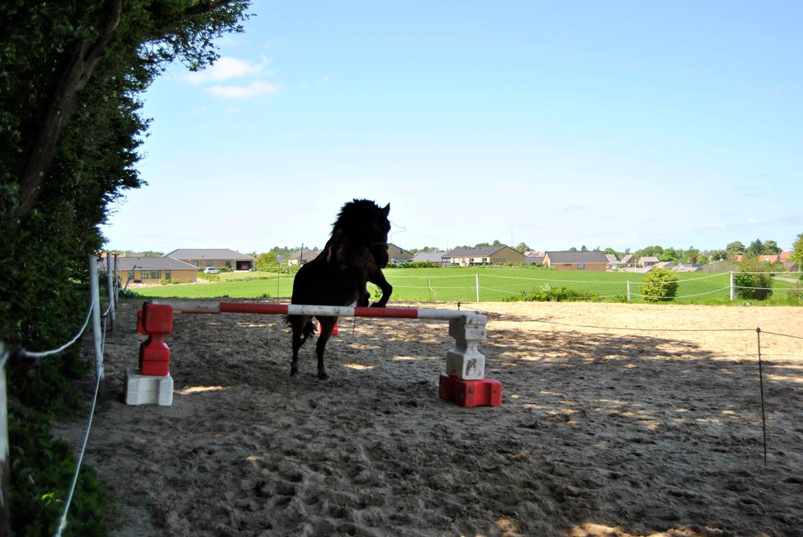Anden særlig race Isabell  RIP  - løsspringning (for første gang) 100 cm.  billede 19