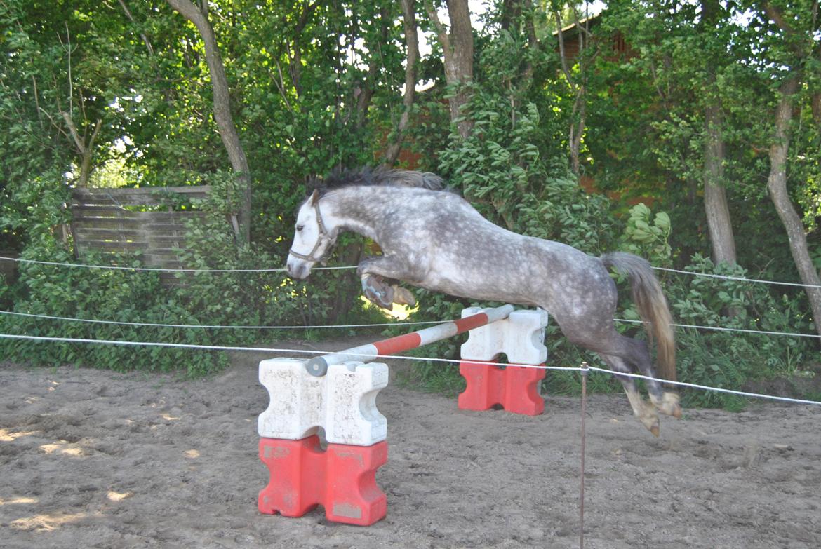 Welsh Pony (sec B) Korreborg's Barolo (SOLGT) :'(<3 - B spriger 80 cm. OBS DET ER FØRSTE GANG HAN SPRINGER!! billede 18