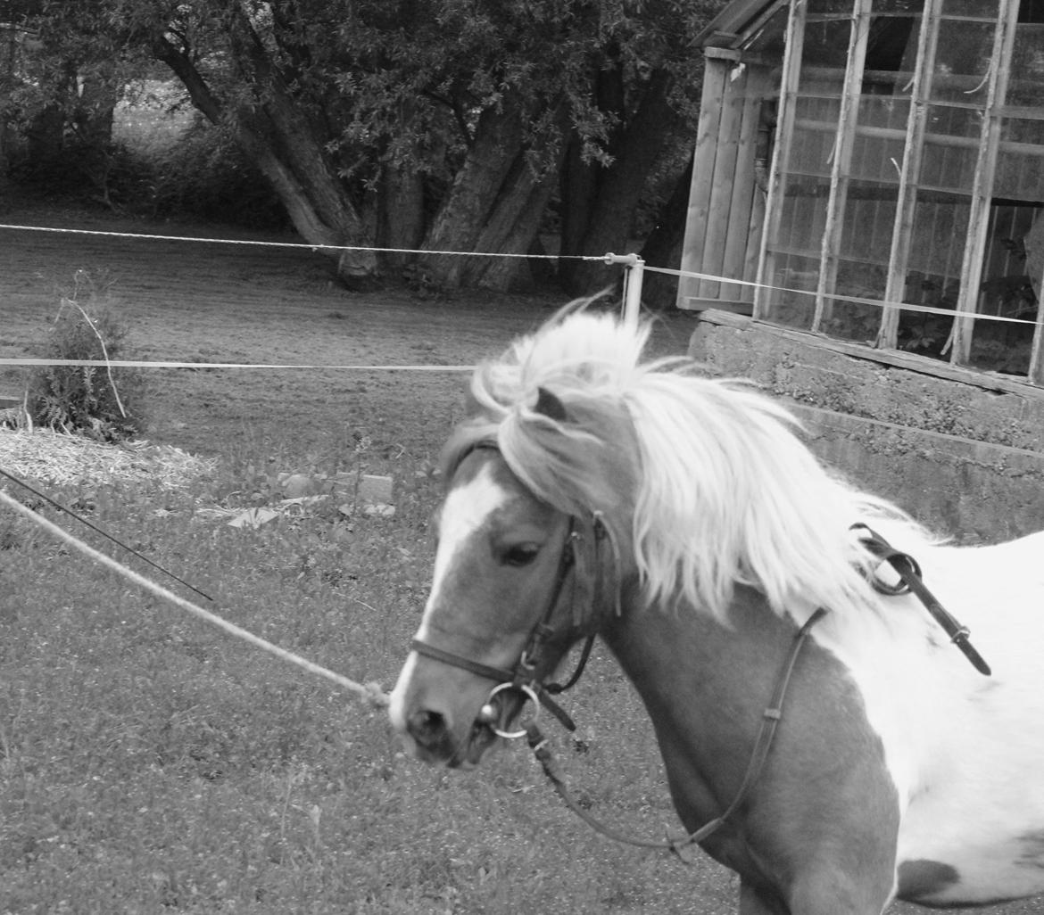 Shetlænder Bassemand billede 7