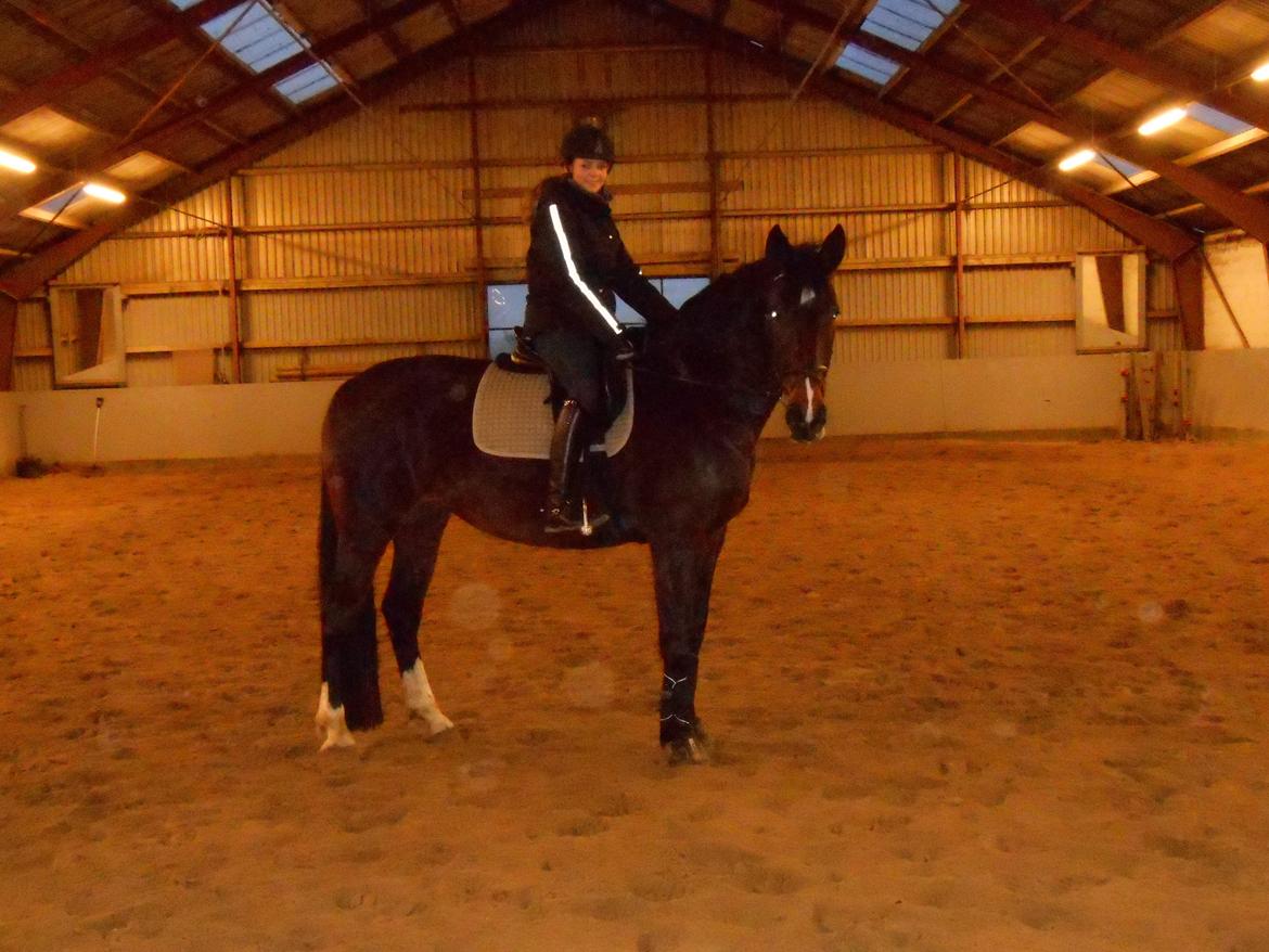 Tysk Oldenburger Princess billede 10