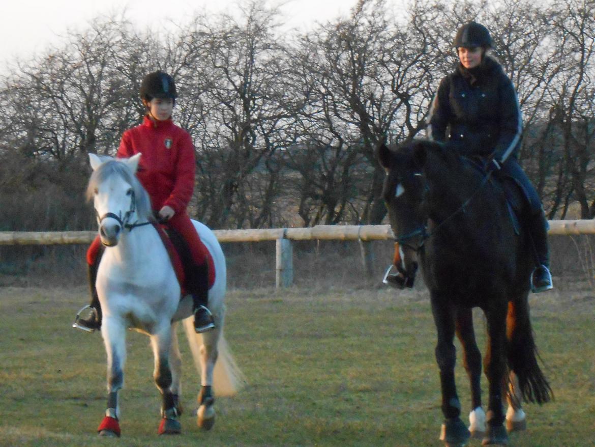 Tysk Oldenburger Princess billede 11