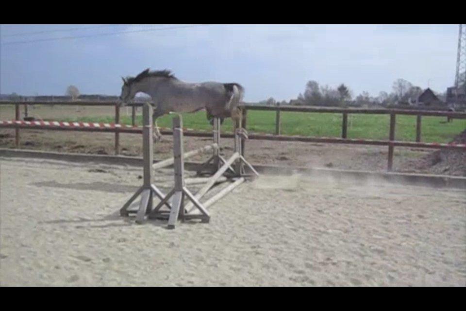 Anden særlig race Asgårds Frigg<3 - I believe i can fly!!<3 billede 10
