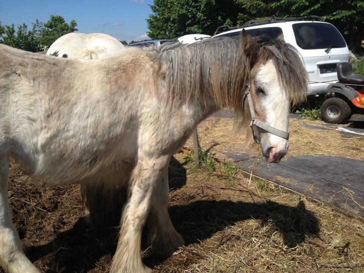 {{currentPhoto.altText}} billede {{currentPhoto.number}}