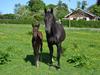 Anden særlig race Meiza [Tidl. hest]