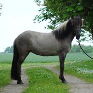 Islænder Drottning fra Krafla