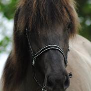 Islænder Drottning fra Krafla