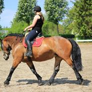 Nordsvensk Skovhest Baronessa