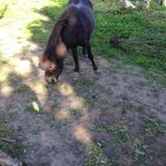 Shetlænder <3 <3 Musse <3 <3