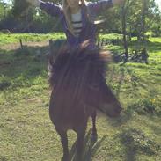 Shetlænder <3 <3 Musse <3 <3