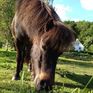 Shetlænder <3 <3 Musse <3 <3