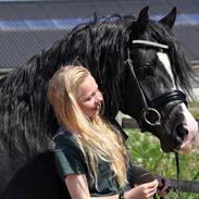 Welsh Cob (sec D) Valhalla's Zorro