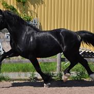 Welsh Cob (sec D) Valhalla's Zorro