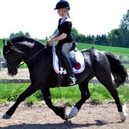 Welsh Cob (sec D) Valhalla's Zorro