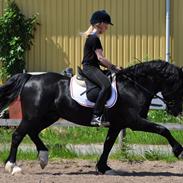 Welsh Cob (sec D) Valhalla's Zorro