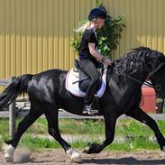 Welsh Cob (sec D) Valhalla's Zorro