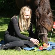 Islænder Ljufúr fra Skovfryd