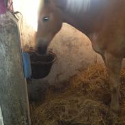 Tyroler Haflinger Wilox