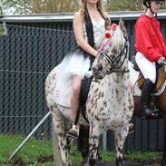 Appaloosa Collin-N