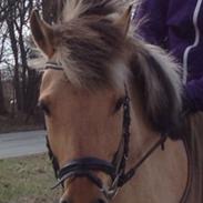 Anden særlig race Lions Ofelia