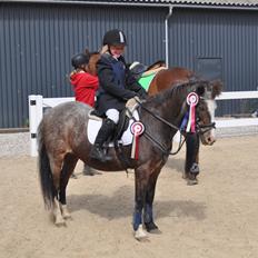 Welsh Mountain (sec A) Dolly