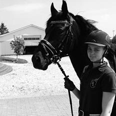 Tysk Sportspony Gematus B