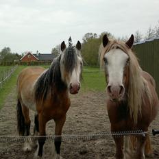 Irish Cob Pop-Eye van Erpekom