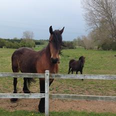 Barockpferd Nynne   [Plejebarn]