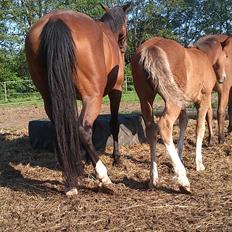 Irish Cob Crossbreed Solgården´s Pipaluk (Pip´sen den lille Mammut).
