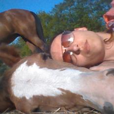 Irish Cob Crossbreed Solgården´s Pipaluk (Pip´sen den lille Mammut).