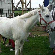 Anden særlig race Olivia min prinsesse (oli ) <3 <3 <3 3<3