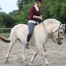 Fjordhest Heila Halsnæs