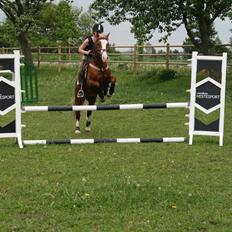 Welsh Pony af Cob-type (sec C) Rosengårdens Nabucco