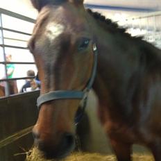 Dansk Varmblod Unikum