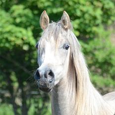 Arabisk fuldblod (OX) Frajana