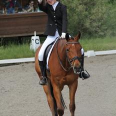 Dansk Varmblod Satchmo